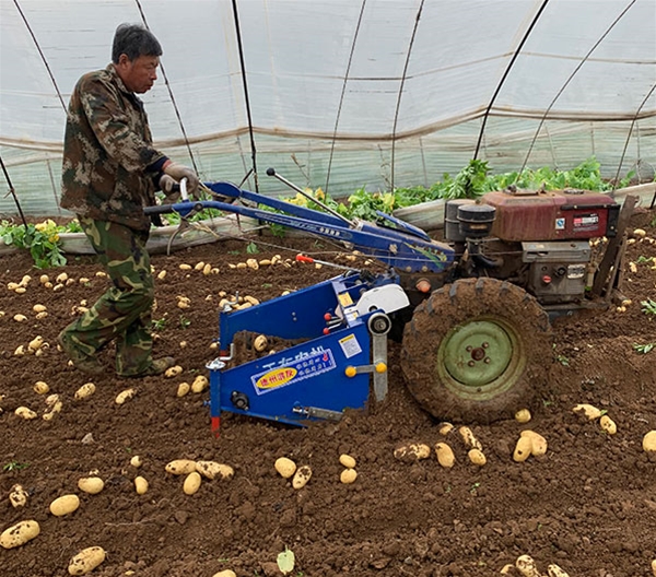 4UC馬鈴薯收獲機效果圖